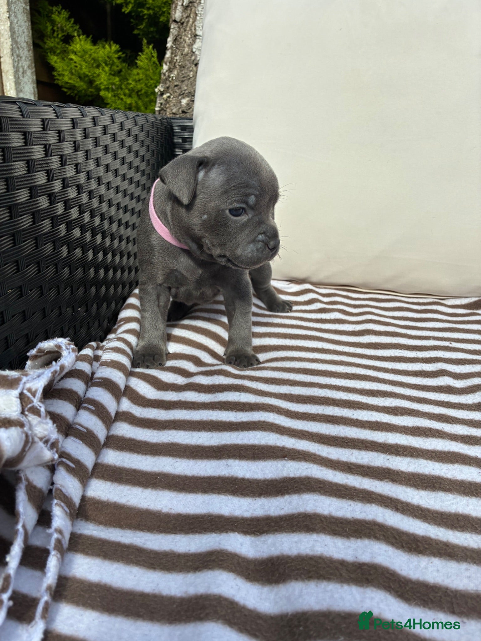 Staffordshire Bull Terrier dogs 💙KC Registered Blue Staffie Puppies💙 - Advert 2