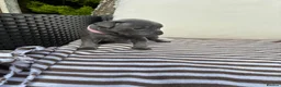 Staffordshire Bull Terrier dogs for sale: 💙KC Registered Blue Staffie Puppies💙 - Advert 2
