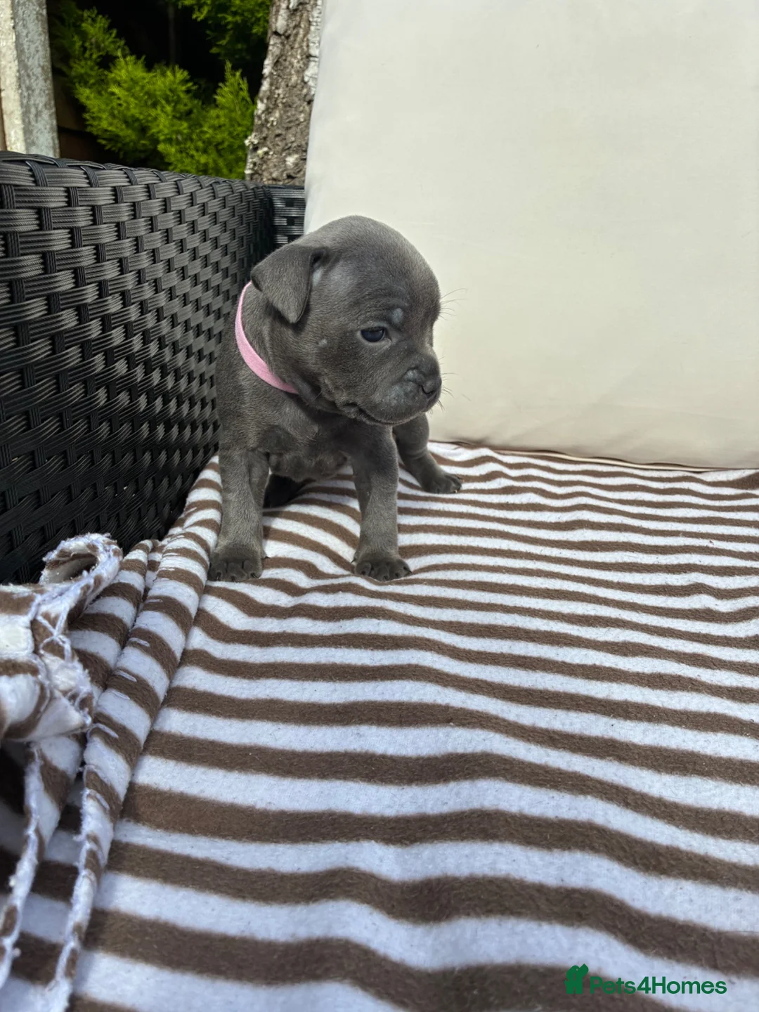 Staffordshire Bull Terrier dogs for sale: 💙KC Registered Blue Staffie Puppies💙 - Advert 2