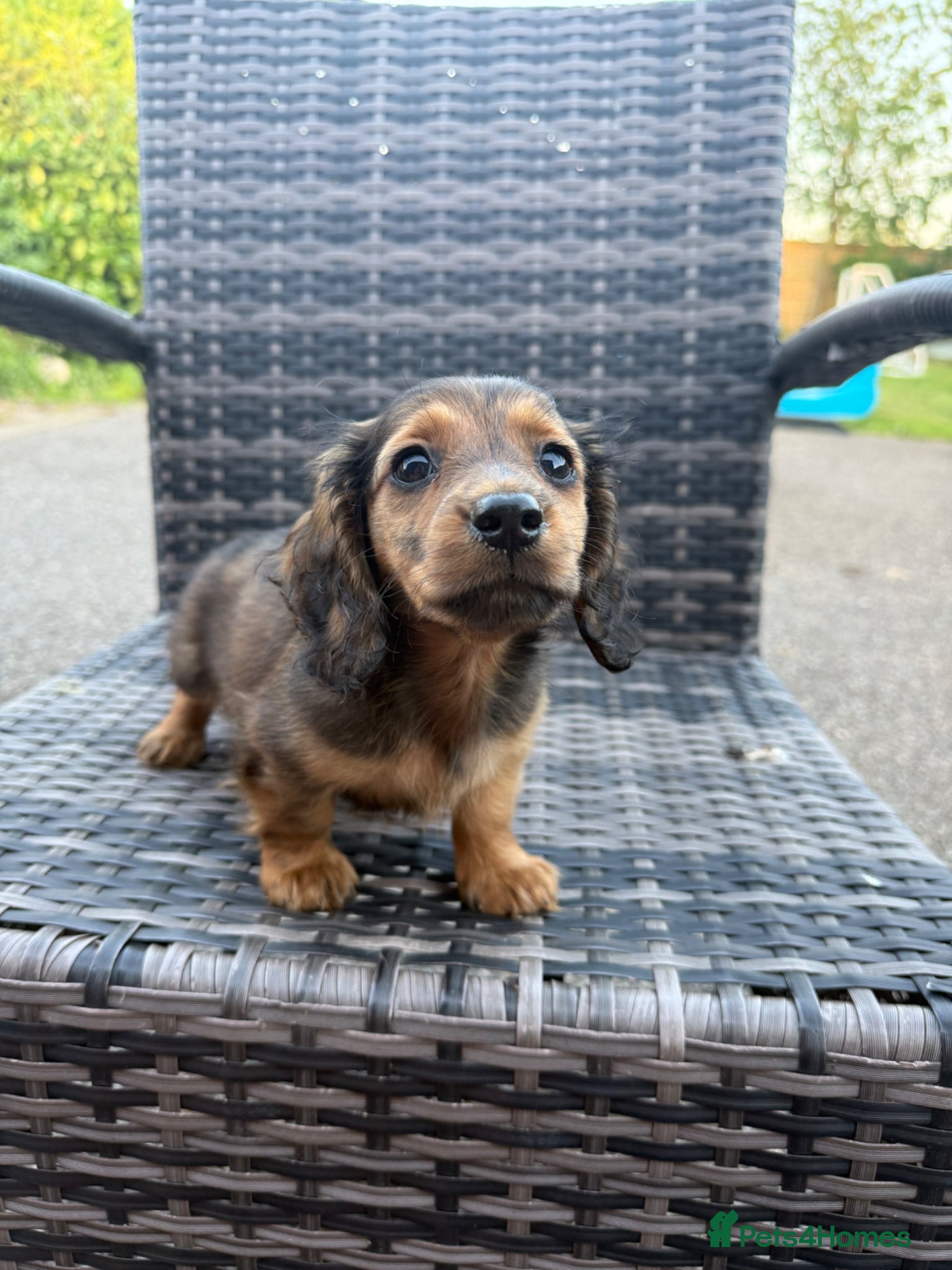 Miniature Dachshund dogs Last BOY - Advert 2