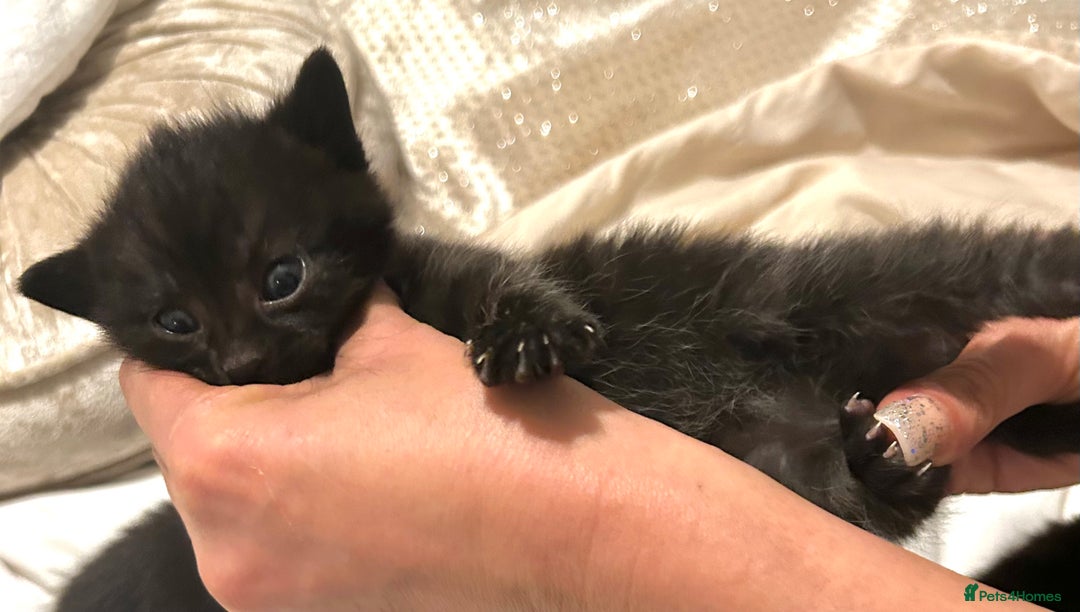 British Shorthair cats for sale: Bombay x British short hair kitten - Advert 11