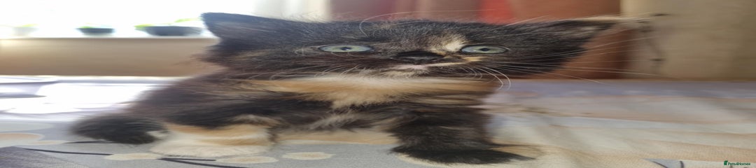 Mixed breed