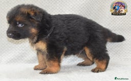 German Shepherd dogs for sale: Germand Shepherd puppies - Image 15