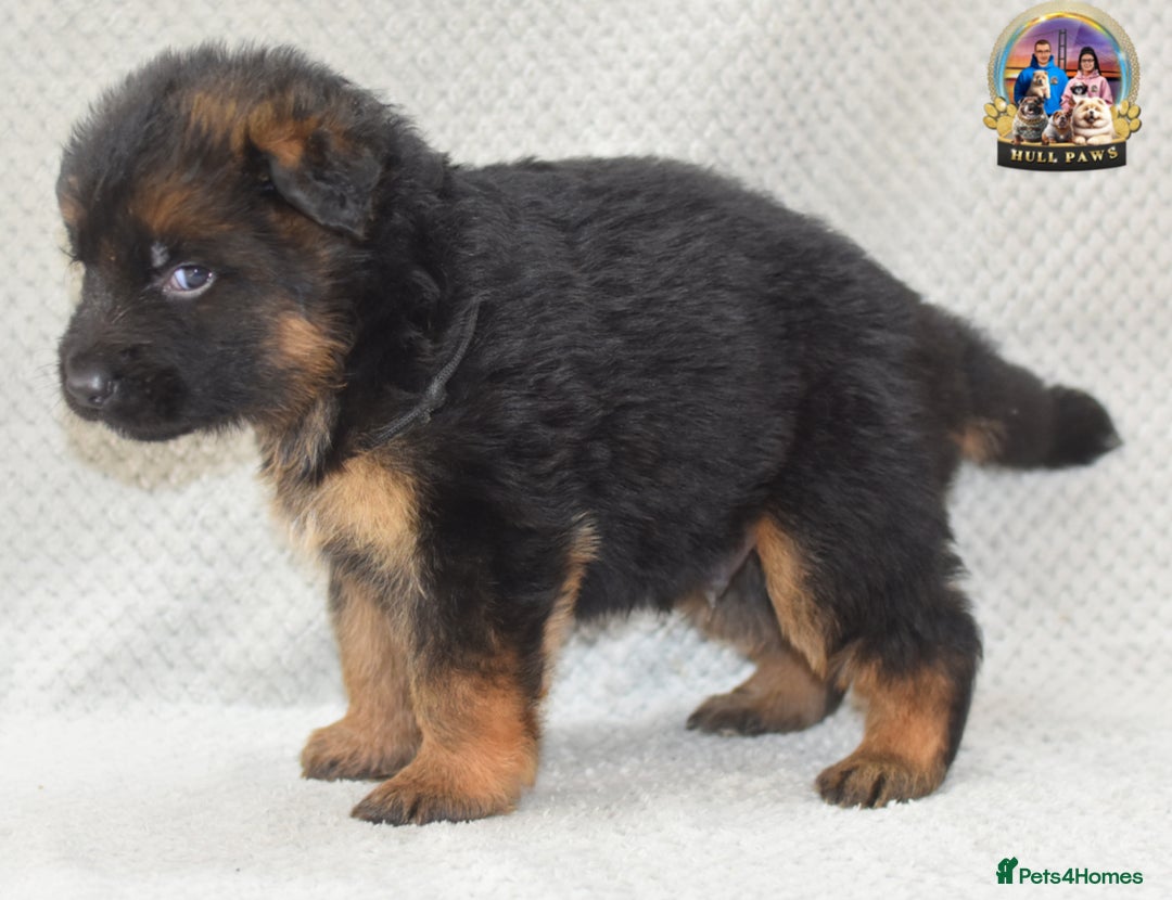 German Shepherd dogs for sale: Germand Shepherd puppies - Image 15