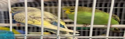 Budgerigars birds for sale: Baby budgies - Advert 2