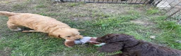 Double Doodle dogs for sale: Labradoodle/Sproodle X - Advert 3