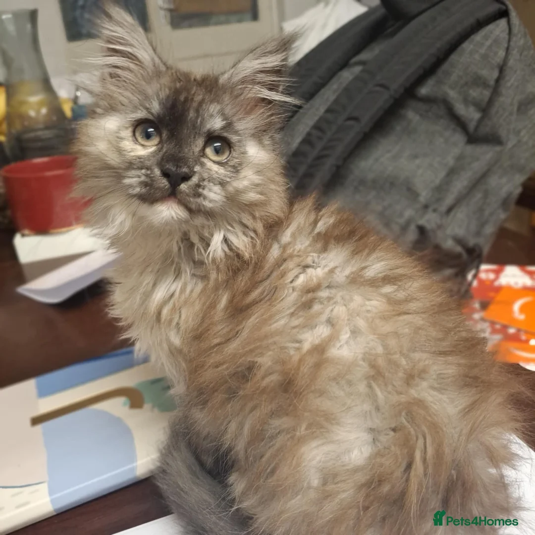 Maine Coon cats for sale: Beautiful Black Smoke Maine Coon Kitten  - Advert 5