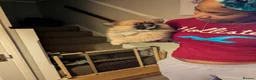 Pomeranian dogs for sale: Beautiful Pomeranian Puppies Ready Now in Nottingham - Advert 14
