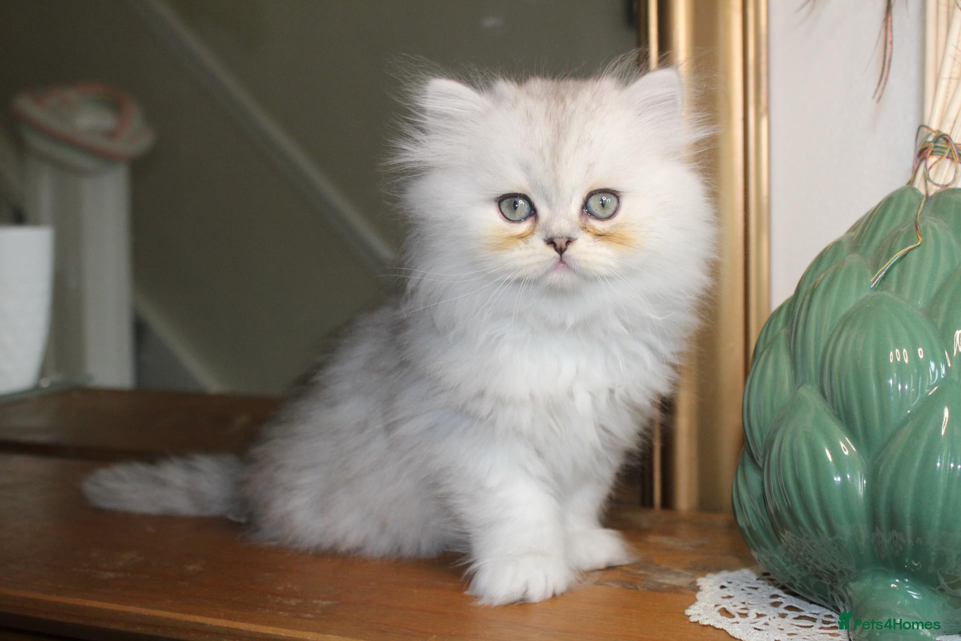 Persian cats 3 Pure Persian Chinchilla Kittens  - Advert 3