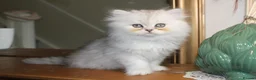 Persian cats for sale: 3 Pure Persian Chinchilla Kittens  - Advert 8