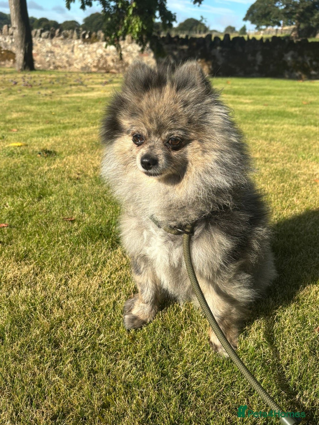Pomeranian dogs for sale: 2 x pomeranians - Image 25