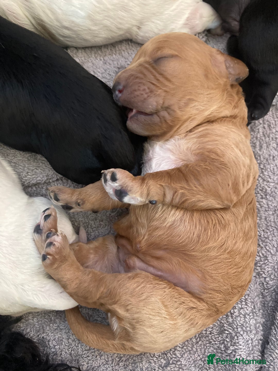Cavapoo dogs for sale: 14 week old male Cavapoo puppy - Image 15
