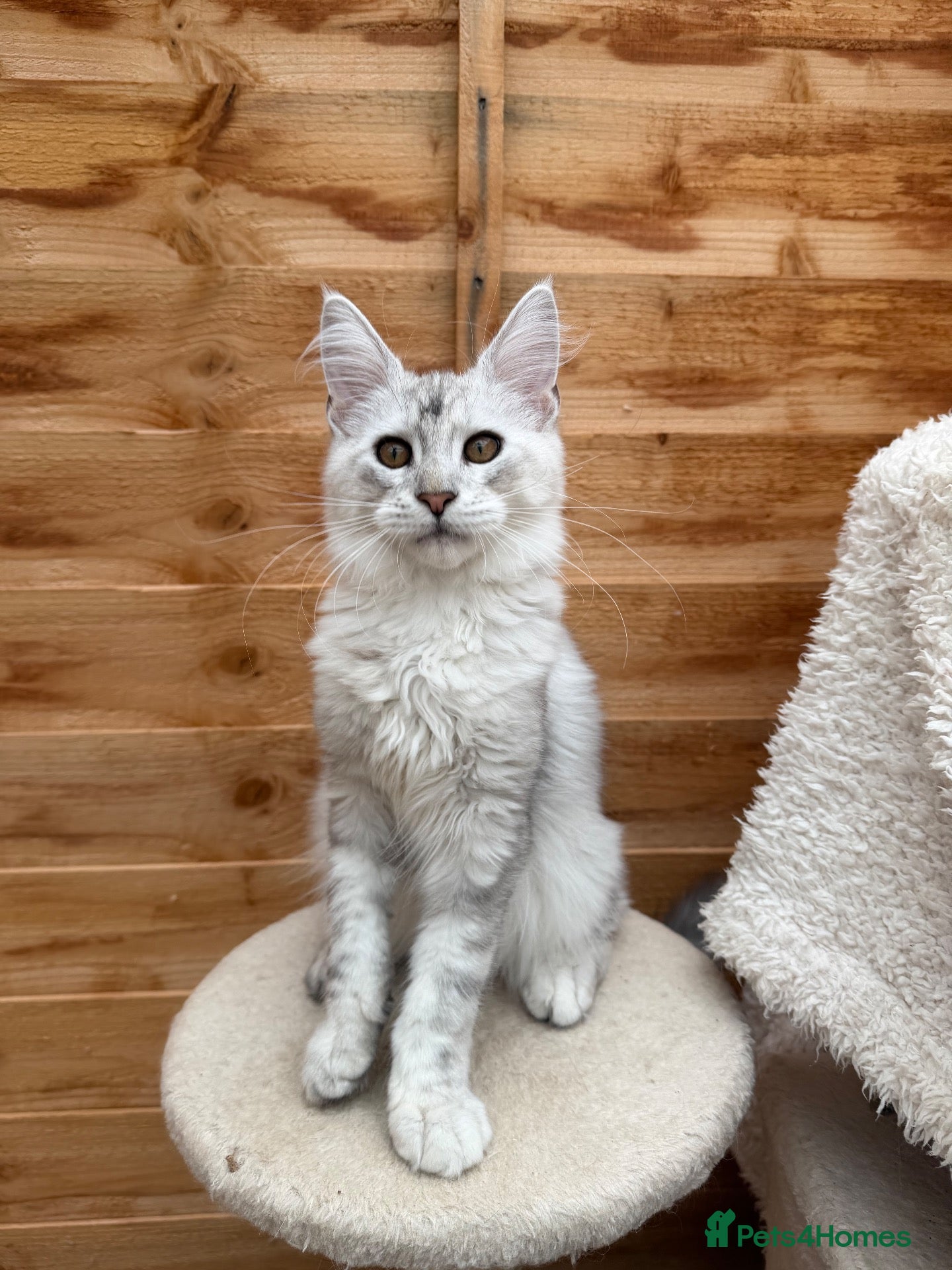 Maine Coon cats Majestic Maine coon Kittens - Advert 12
