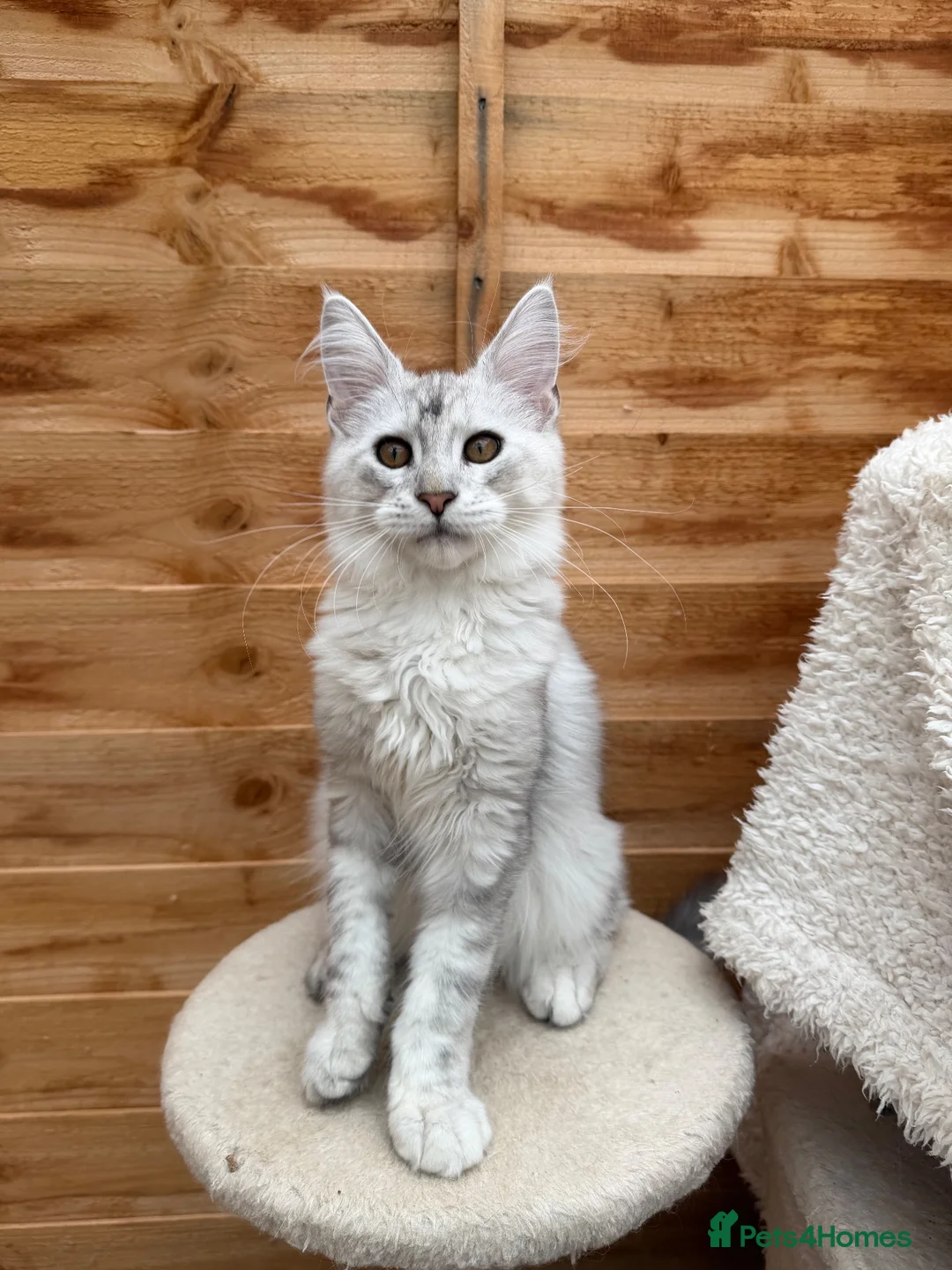 Maine Coon cats for sale: Majestic Maine coon Kittens - Advert 2
