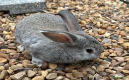 Mini Lop rabbits for sale: Mini Lops Ready now!!!!  in Coalville - Image 5