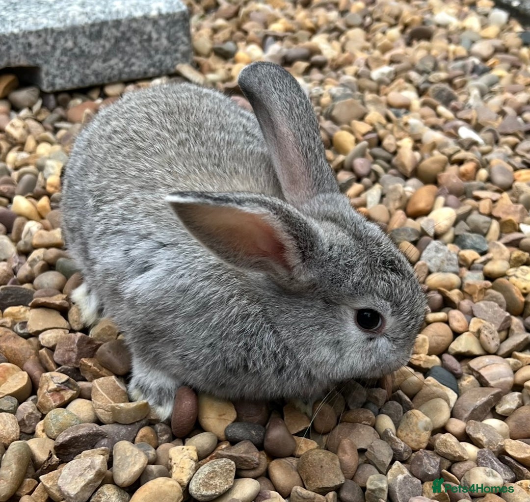 Mini Lop rabbits for sale: Mini Lops Ready now!!!!  in Coalville - Image 5