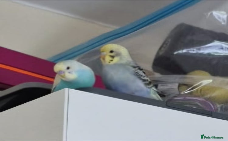Budgerigars birds - Advert 1