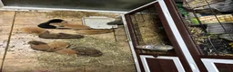 Continental Giant rabbits for sale: Giant continental x French lop - Advert 9