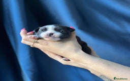 Boston Terrier dogs for sale: Boston terrier puppy - Image 9