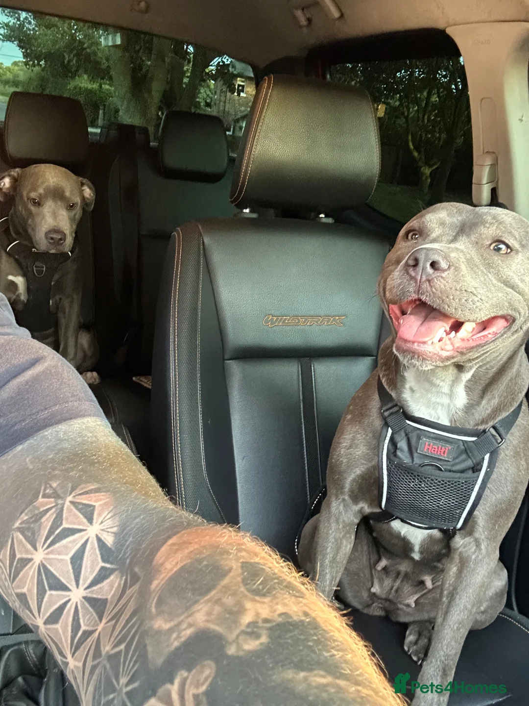 Staffordshire Bull Terrier dogs for sale: Pure blue Staffordshire bull terrier - Advert 1