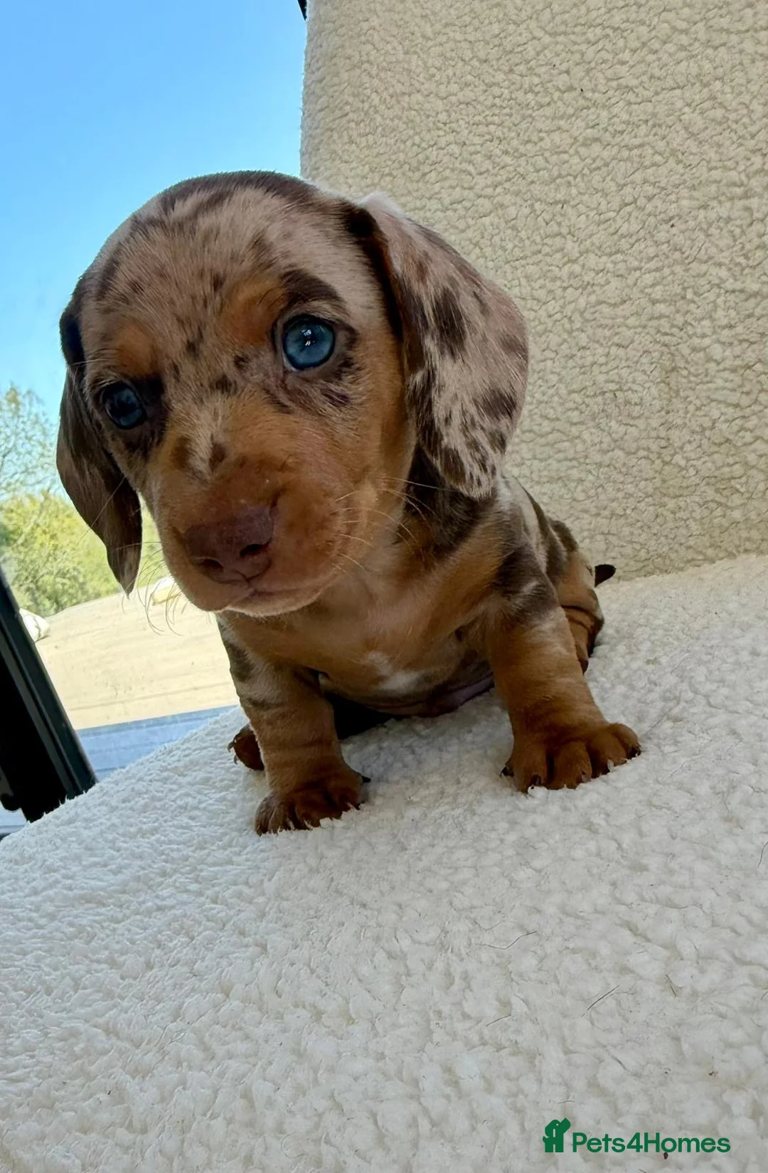 Miniature Dachshund dogs for sale: REDUCED £750 - Advert 27