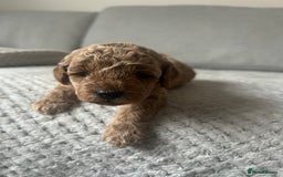 Cavapoo dogs for sale: Cavapoo Puppies for Sale - Image 31