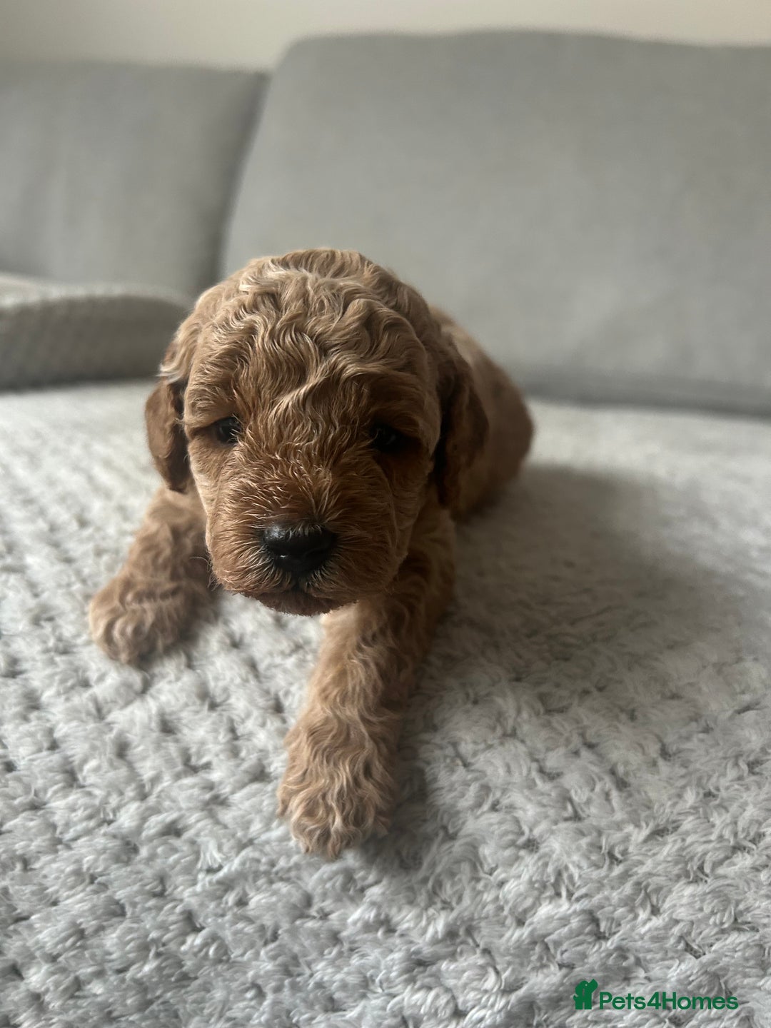 Cavapoo dogs for sale: Cavapoo Puppies for Sale - Image 31