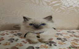 Ragdoll cats for sale: 8 beautiful Ragdoll cats - Image 11