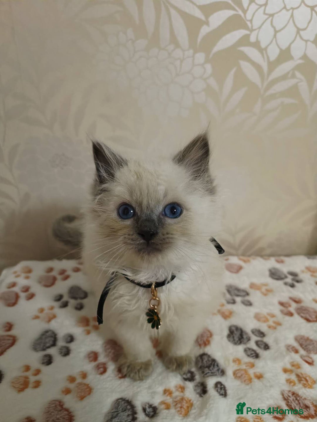 Ragdoll cats for sale: 8 beautiful Ragdoll cats - Image 11