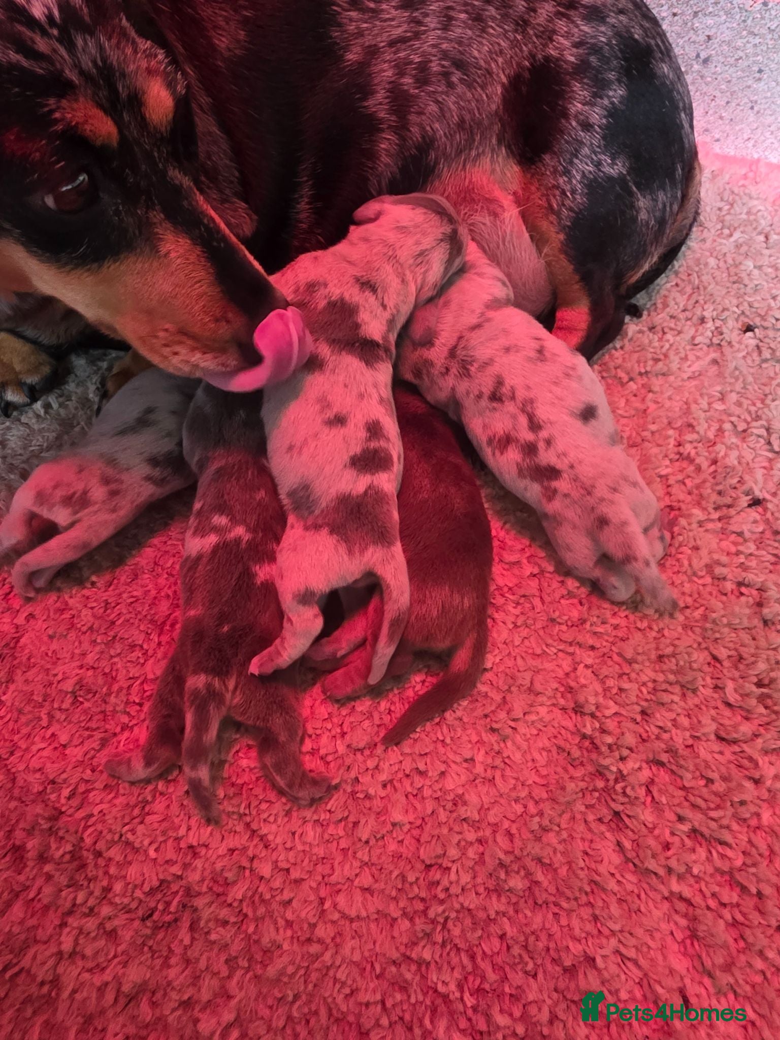 Miniature Dachshund dogs Dappled miniature smooth dachshund babies  - Advert 1