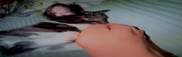 Mixed Breed cats for sale: Beautiful girls looking for forever homes - Advert 3