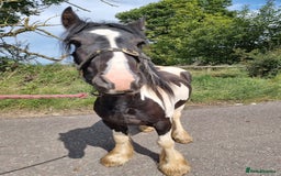 Irish Cob horses for sale: 2yo Cob Gelding to make 14.3hh - Image 4