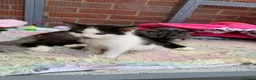 Mixed Breed cats for sale: Beautiful kittens for sale  - Advert 12
