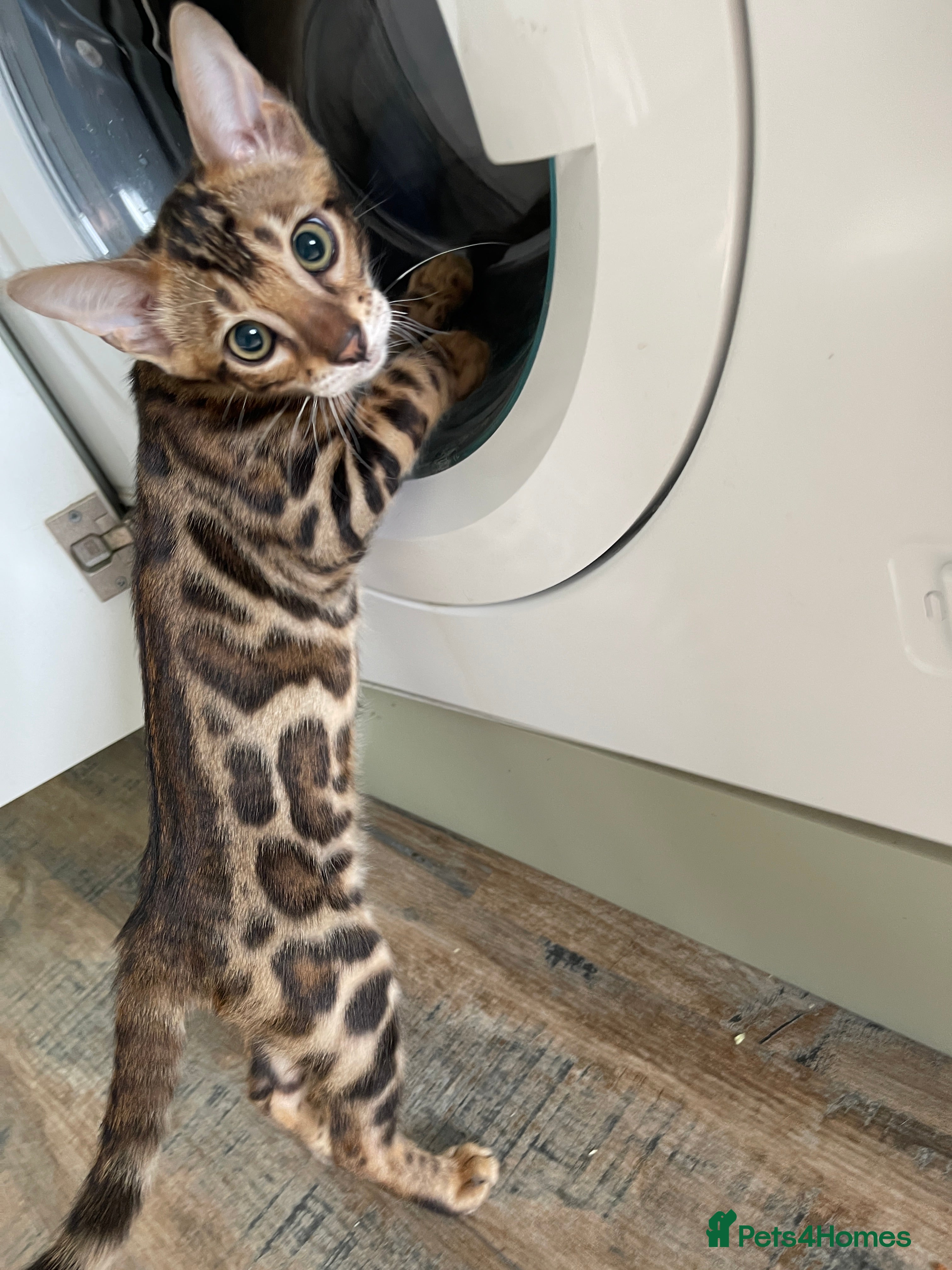 Bengal cats Bengal Kittens for Sale GCCF registred - Advert 2