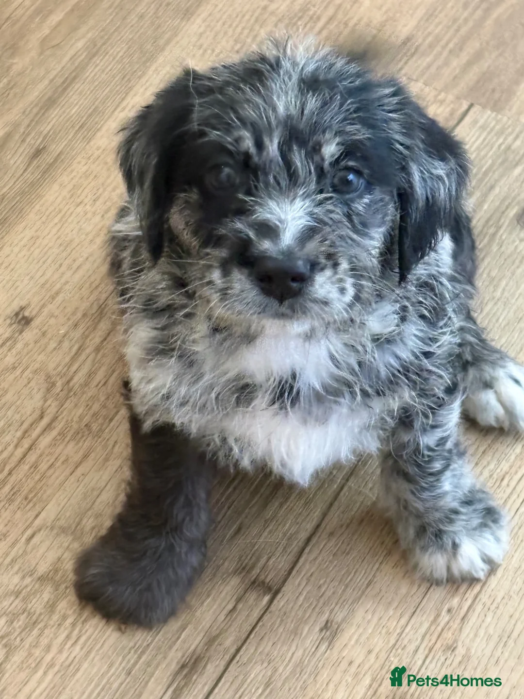 Cockapoo dogs for stud: F1 Chocolate Merle cockapoo for stud  - Advert 5