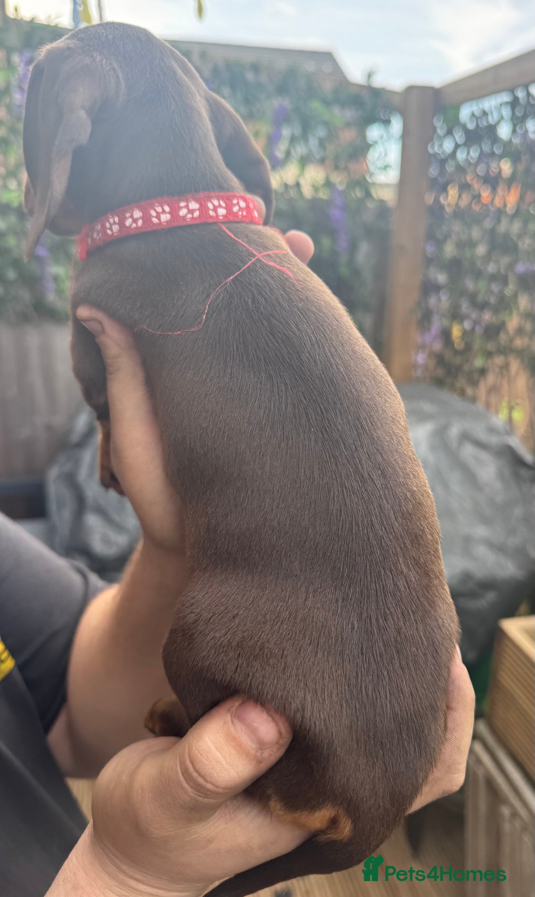 Miniature Dachshund dogs for sale: stunning KC miniature dachshunds  - Image 14
