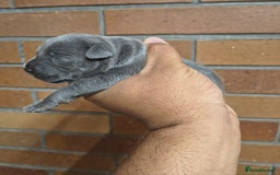 Staffordshire Bull Terrier dogs for sale: Top quality blueish staffs pups for sale - Image 3