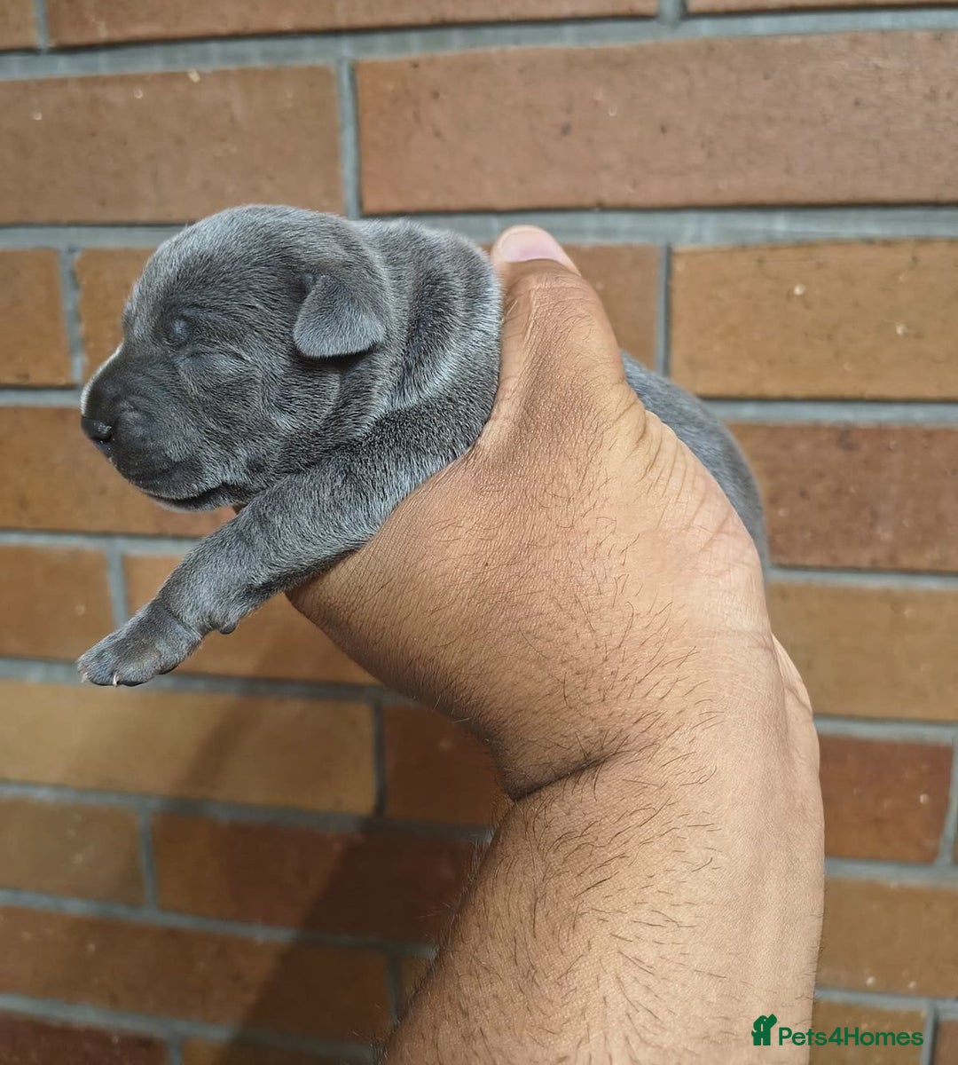 Staffordshire Bull Terrier dogs for sale: Top quality blueish staffs pups for sale - Image 3
