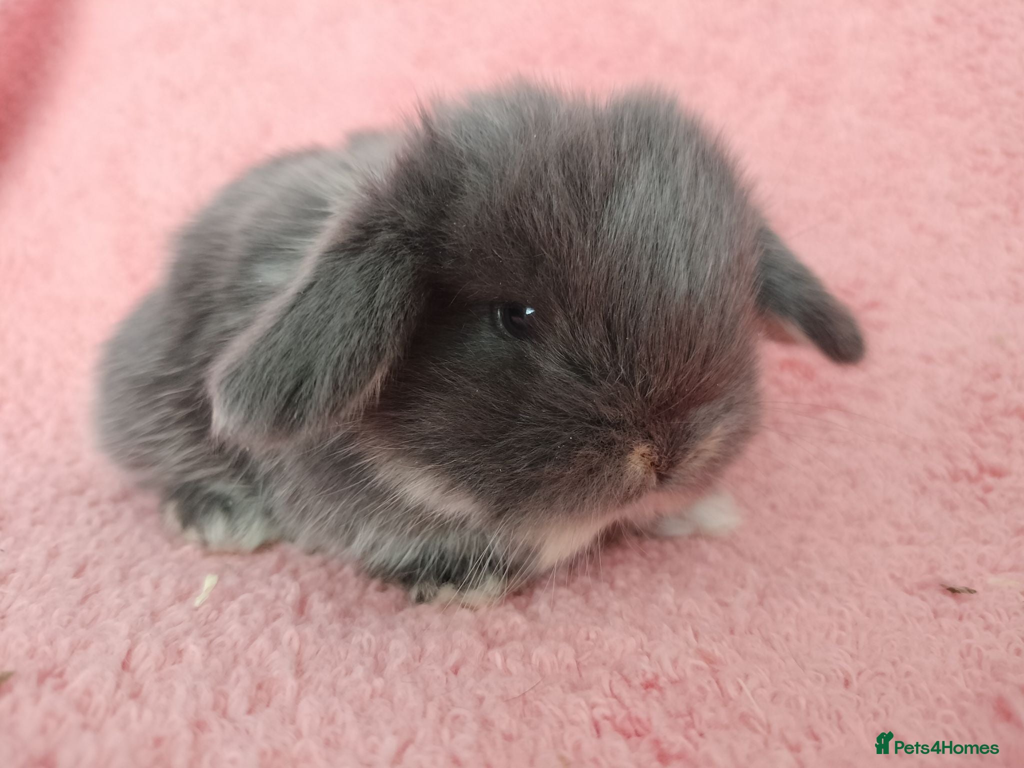Mini Lop rabbits Baby mini Lops  for sale  - Advert 2