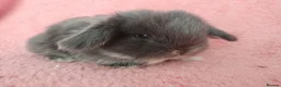 Mini Lop rabbits for sale: Baby mini Lops  for sale  - Advert 9