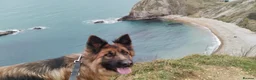German Shepherd dogs for sale: KC registered Long Haired German shepherd puppies  - Advert 14