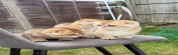 Scottish Fold cats for sale: British golden cats - Advert 17