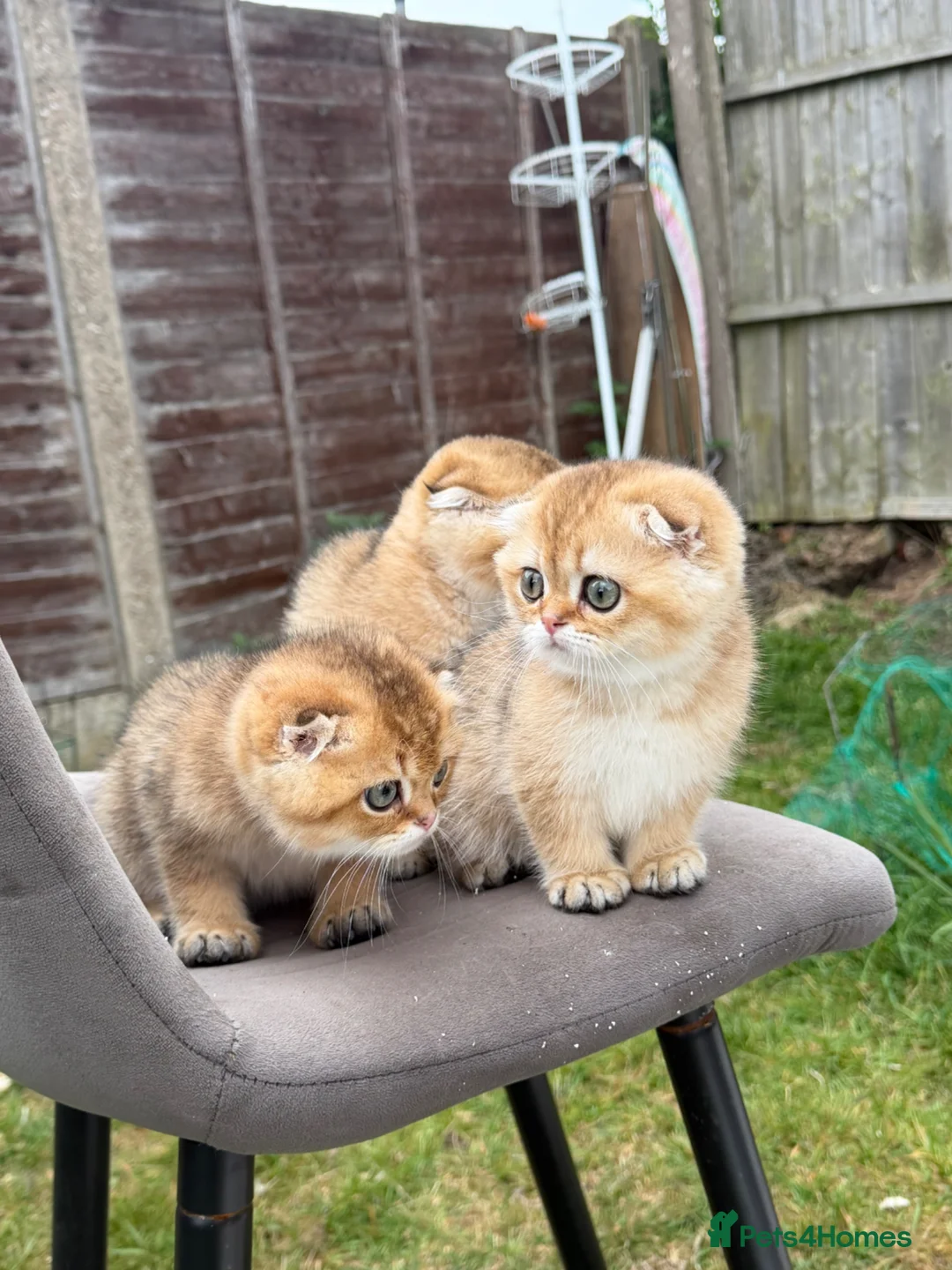 Scottish Fold cats for sale: British golden cats - Advert 17