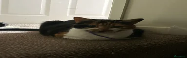 Domestic Shorthair 2