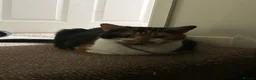 Domestic Shorthair cats for sale: 2 cats- sisters, loving personalities  - Advert 2