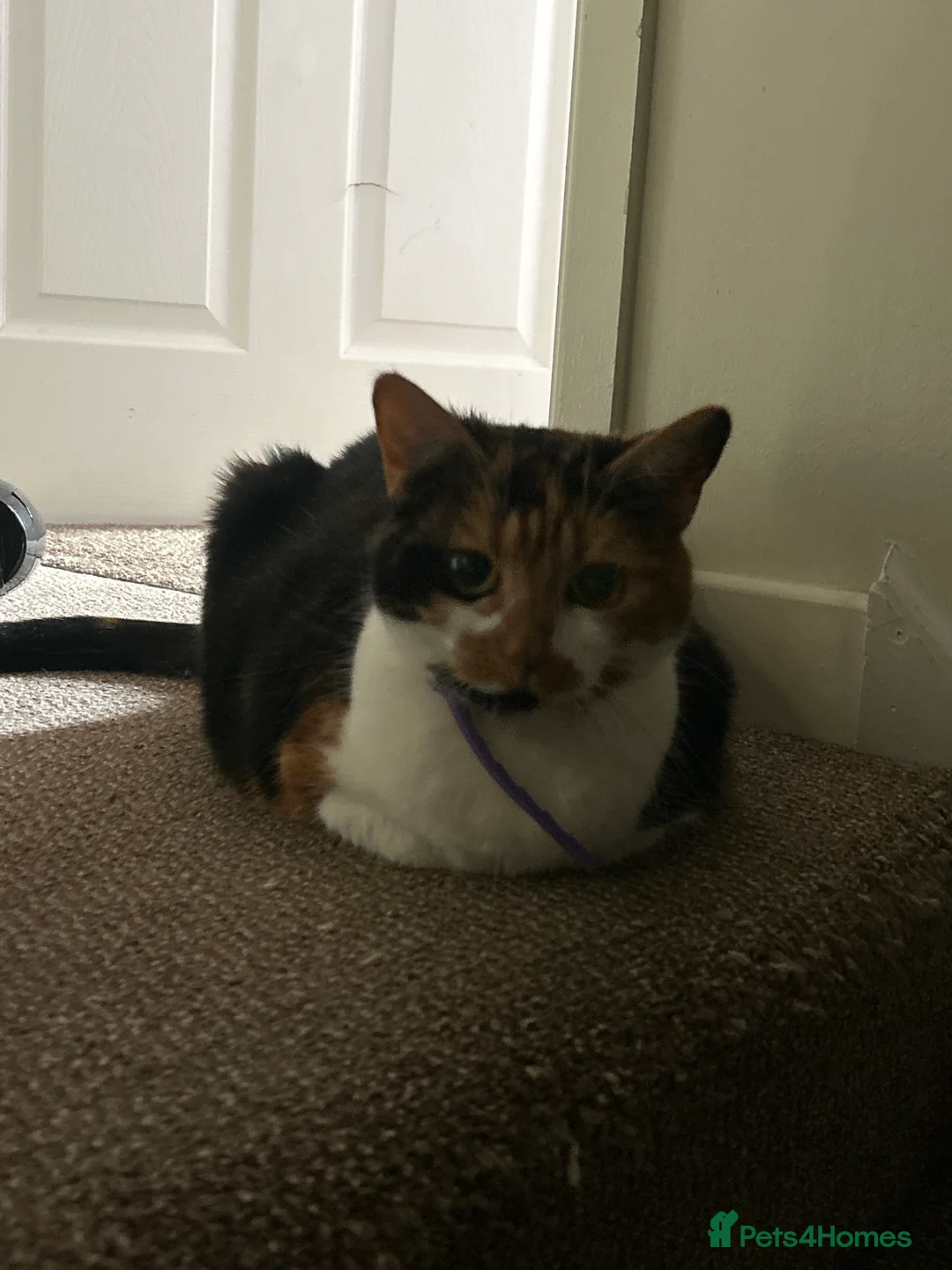 Domestic Shorthair cats for sale: 2 cats- sisters, loving personalities  - Advert 2