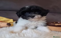 Cockapoo dogs for sale: Best Friend Sofa Companions 🥰 Fully vaccinated  - Image 7