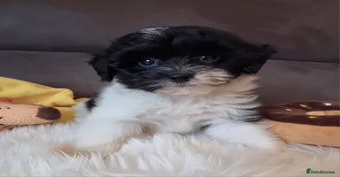 Cockapoo dogs - Advert 13