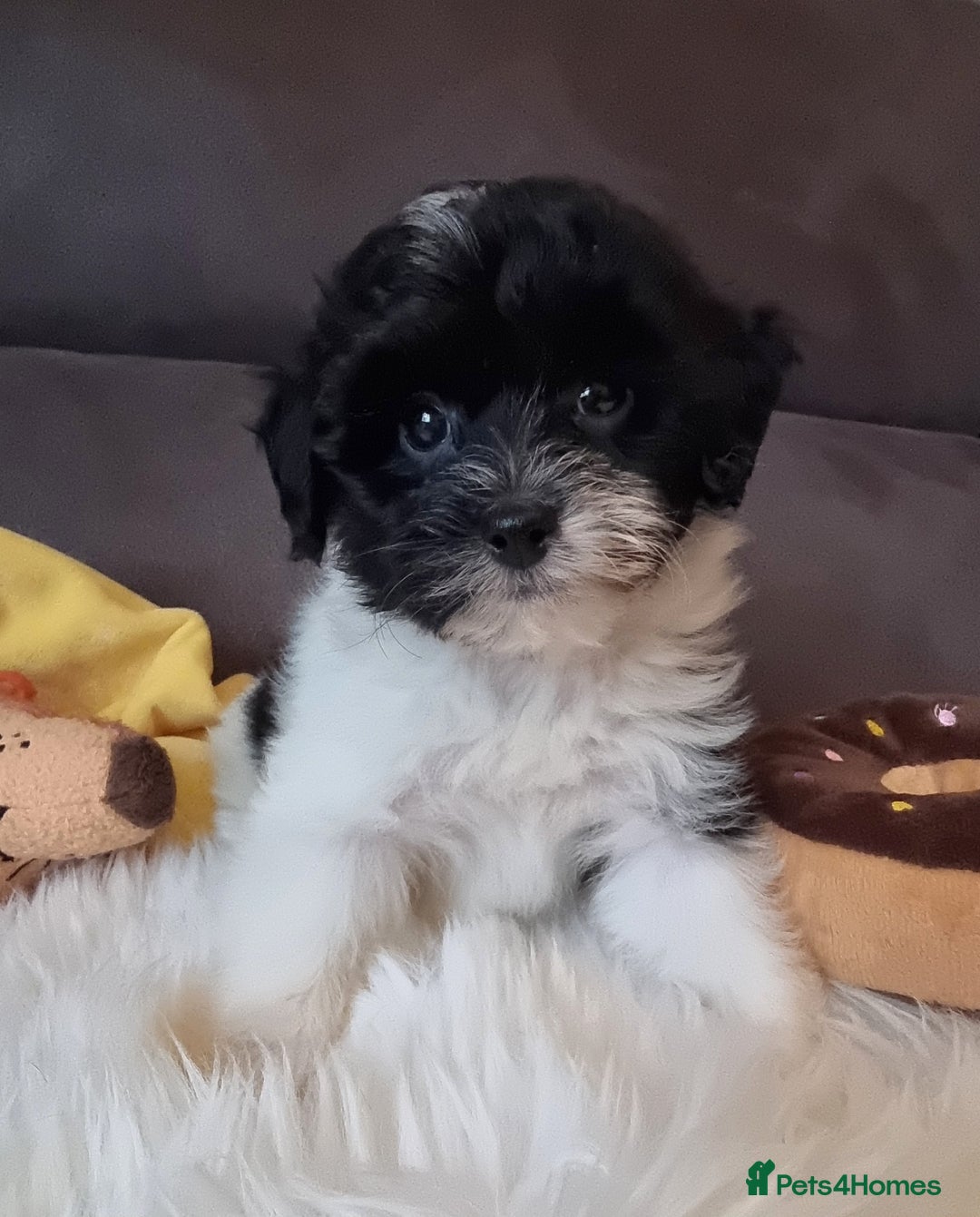 Cockapoo dogs for sale: Best Friend Sofa Companions 🥰 Fully vaccinated  - Image 7