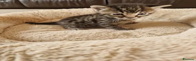 Domestic Shorthair 1